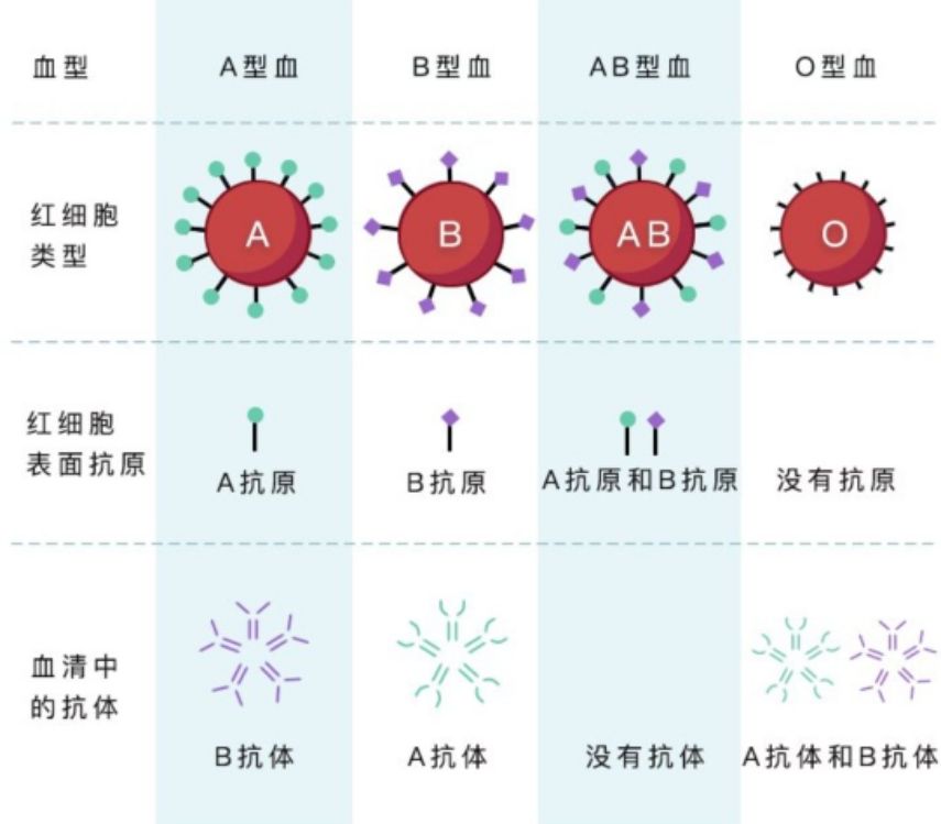 o型血的孕妇要注意什么_o型血是万能血吗_ab型和o型生的孩子是什么血