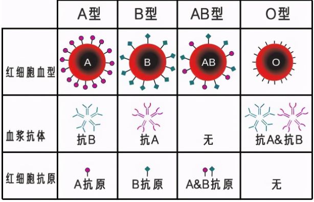 o型血是万能血吗_o型血的孕妇要注意什么_ab型和o型生的孩子是什么血