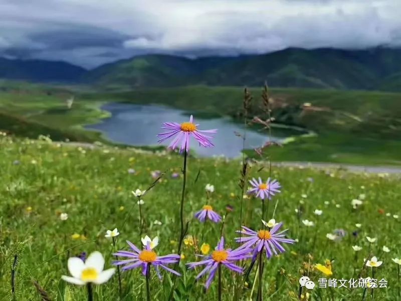 花瑶花_花瑶花护肤品怎么样_花瑶婚俗