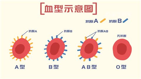 o型血减肥适合吃什么_ab型和o型生的孩子是什么血_rh阴性o型血是熊猫血吗