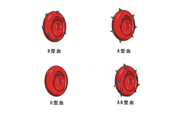 万能血型是o型还是ab型_怎么才能是o型血_ab型和o型生的孩子是什么血