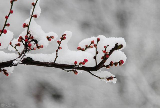 大雪节气文案_24节气大雪图片大全_二十四节气大雪谚语大全