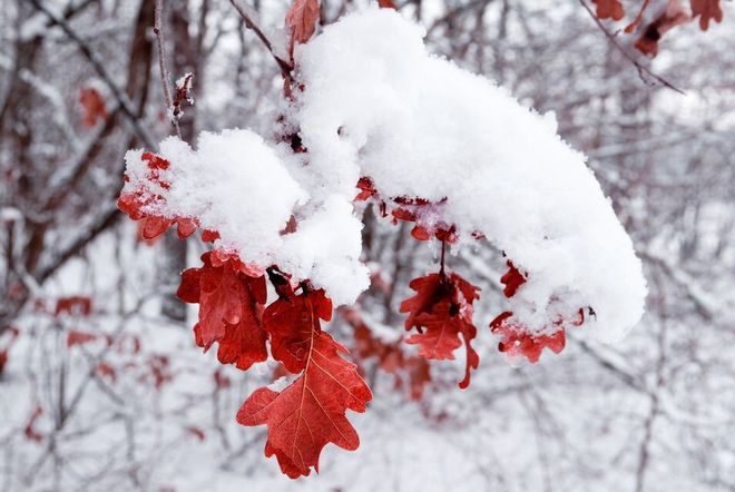 二十四节气大雪谚语大全_农谚谚语大全24节气_节气谚语大全