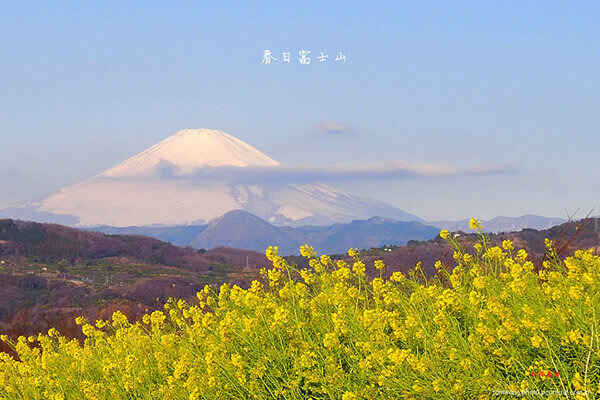 家里不能养的花有哪些风水(家里养很多花会不会坏了风水)