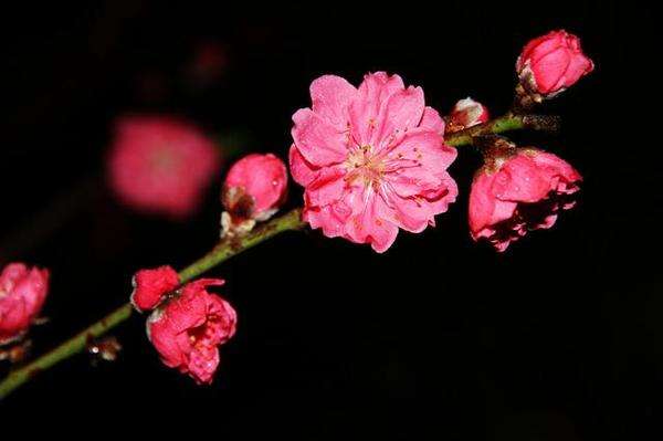 命里桃花劫_八字桃花劫_命理桃花劫