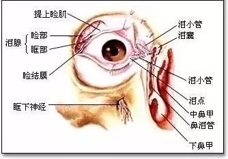 中医眼皮跳动频繁怎么解决_眼皮跳中医_中医眼皮跳是什么原因怎么办