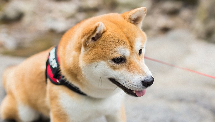 生肖狗的吉利名字 生肖狗取名宜用字