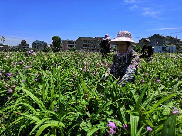 南方名贵中药材种植_南方名贵药材种植_中国南方可种植的最名贵药材